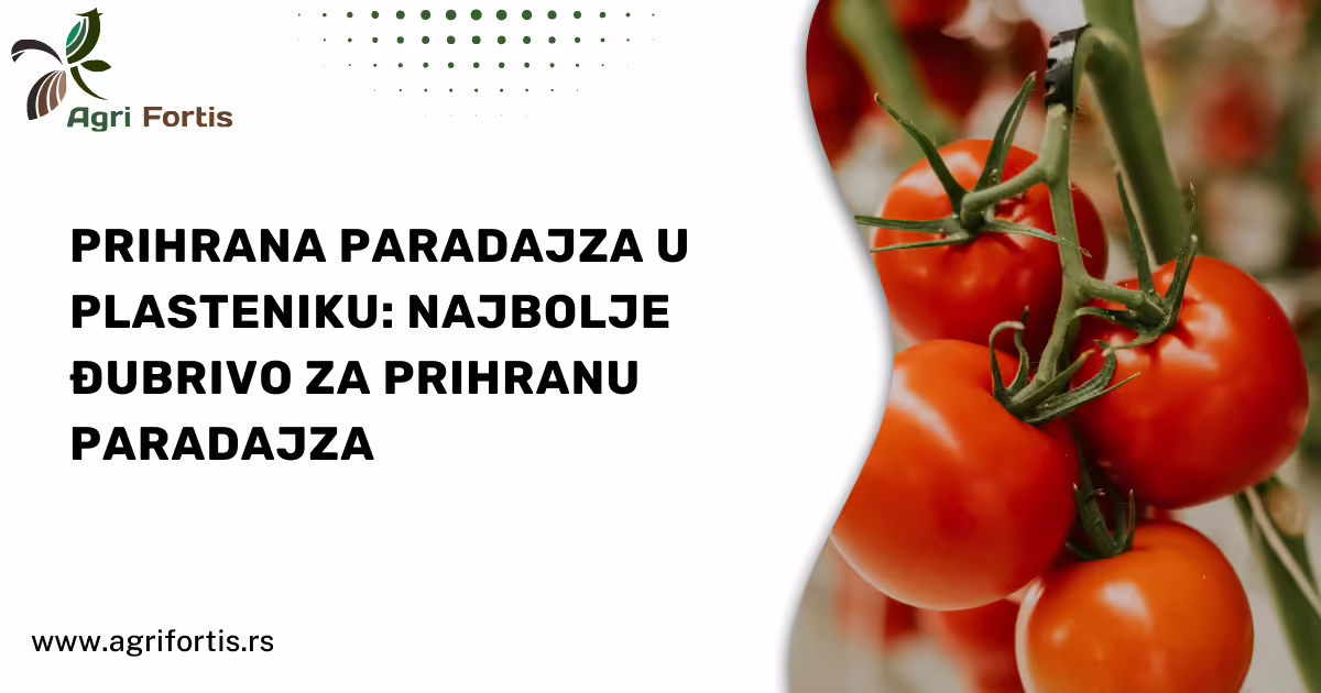 prihrana-paradajza-u-plasteniku