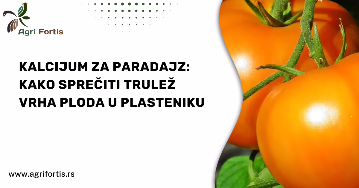 Kalcijum za paradajz: kako sprečiti trulež vrha ploda u plasteniku