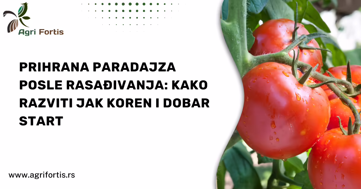 Prihrana paradajza posle rasađivanja