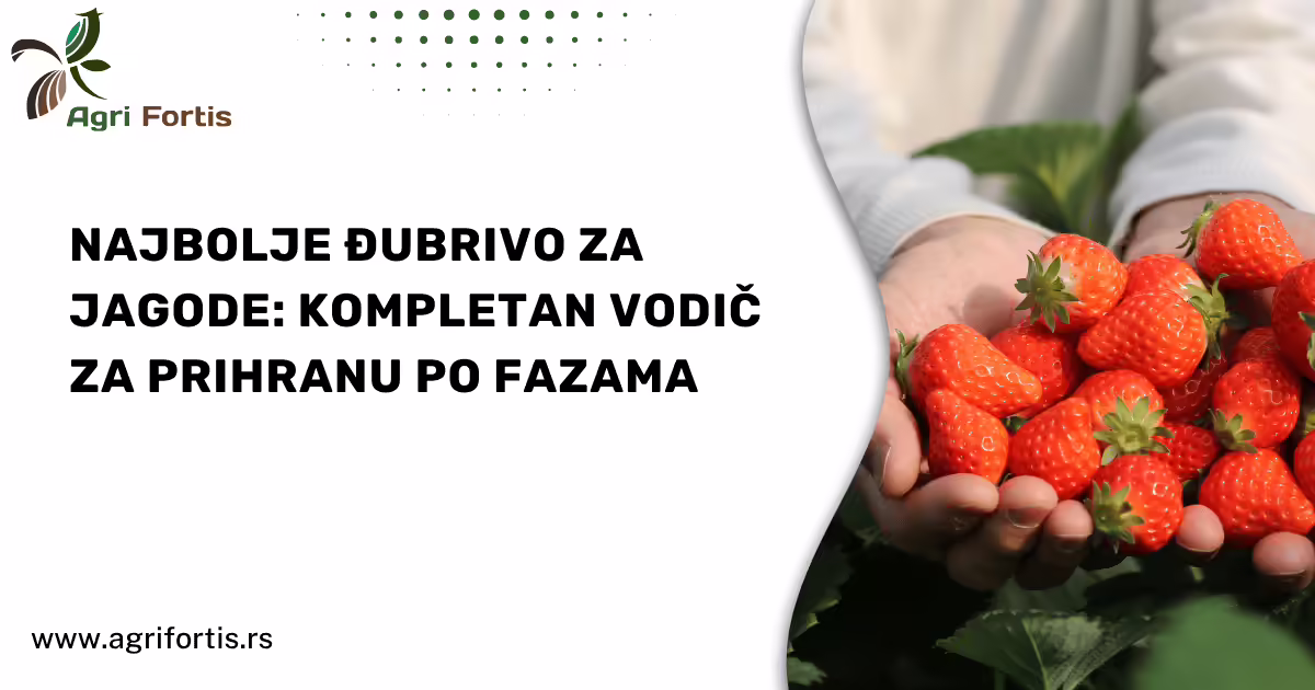 Najbolje đubrivo za jagode