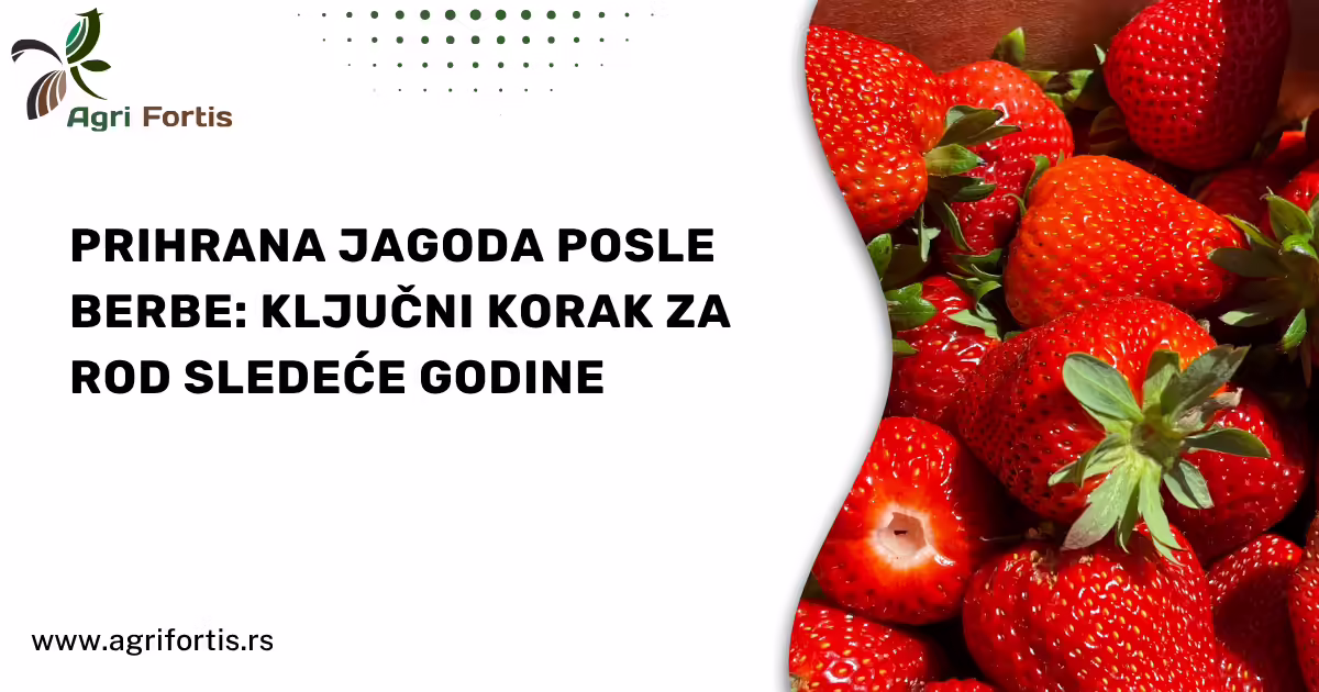 Prihrana jagoda posle berbe