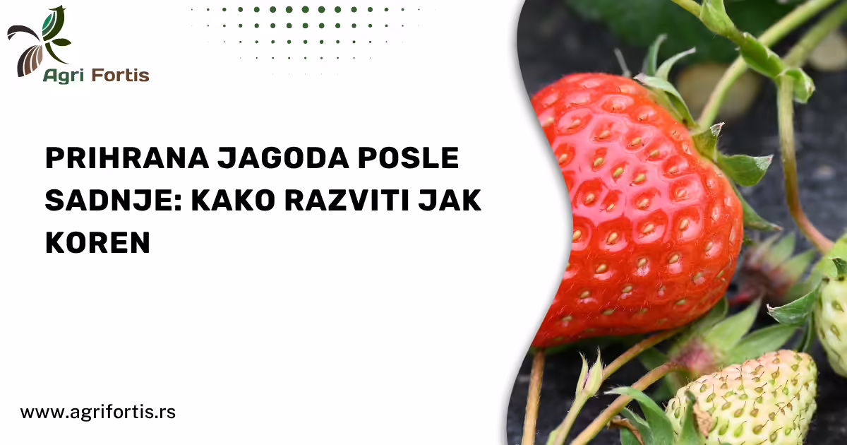 Prihrana jagoda posle sadnje