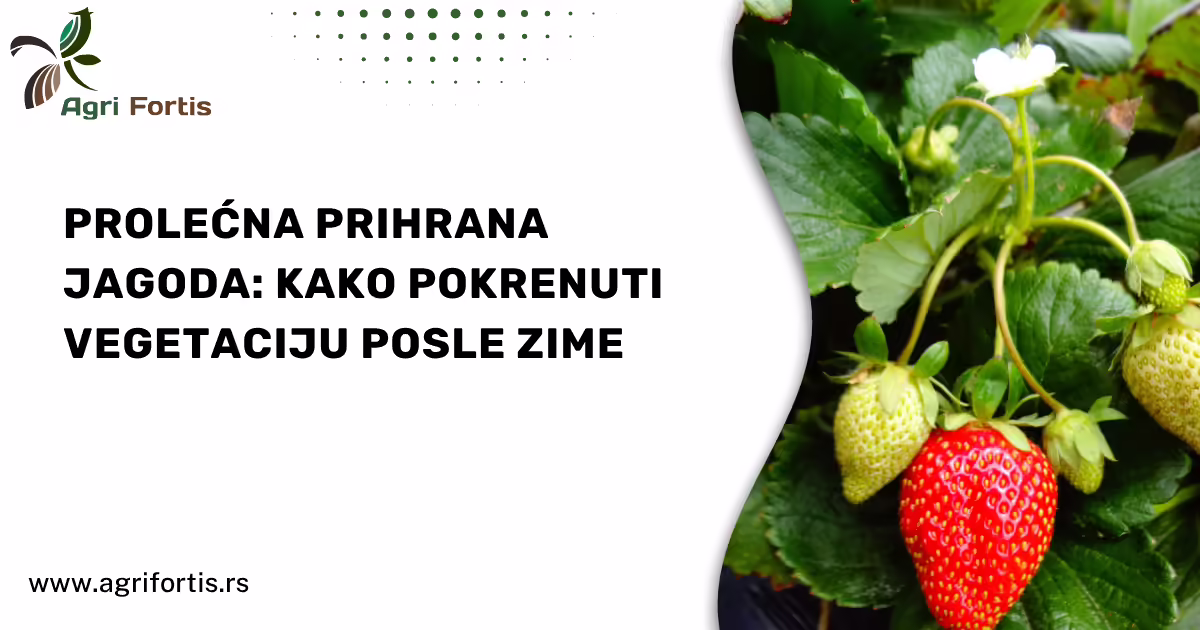 Prolećna prihrana jagoda