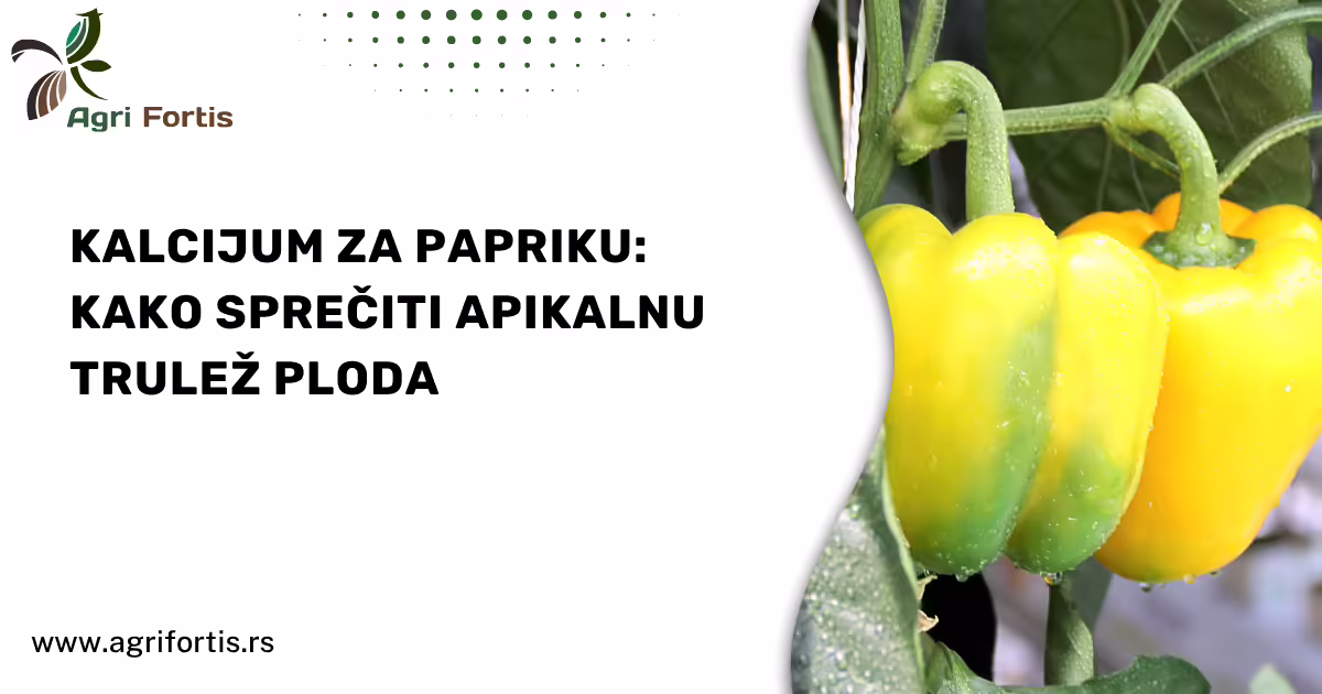 Apikalna trulež ploda paprike