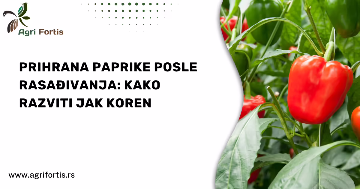 Prihrana paprike posle rasađivanja