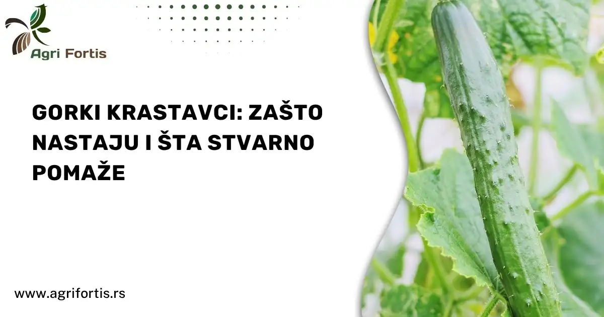 Gorki krastavci: zašto nastaju i šta stvarno pomaže