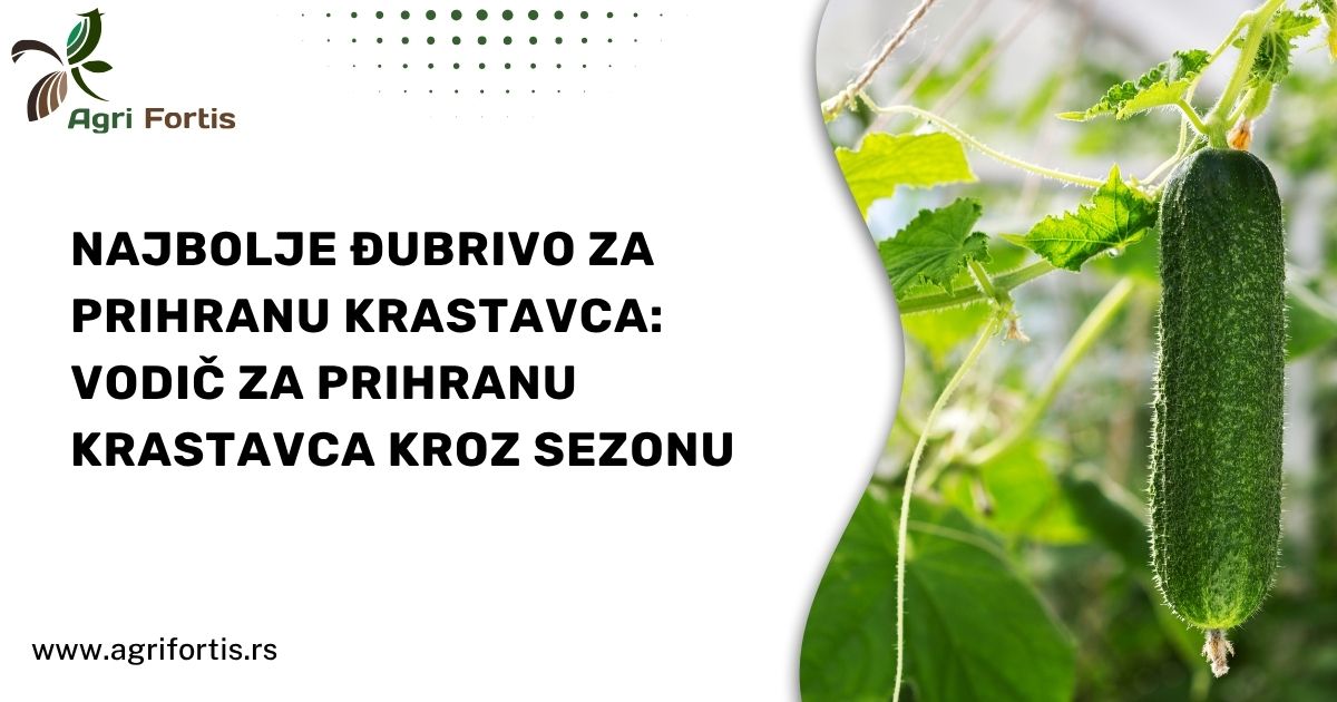 Najbolje đubrivo za prihranu krastavca vodic