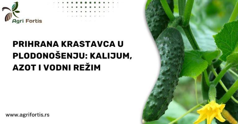 Prihrana krastavca u plodonošenju_ kalijum, azot i vodni režim