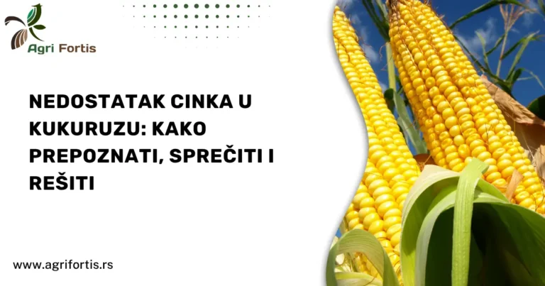 Nedostatak cinka u kukuruzu_ kako prepoznati, sprečiti i rešiti