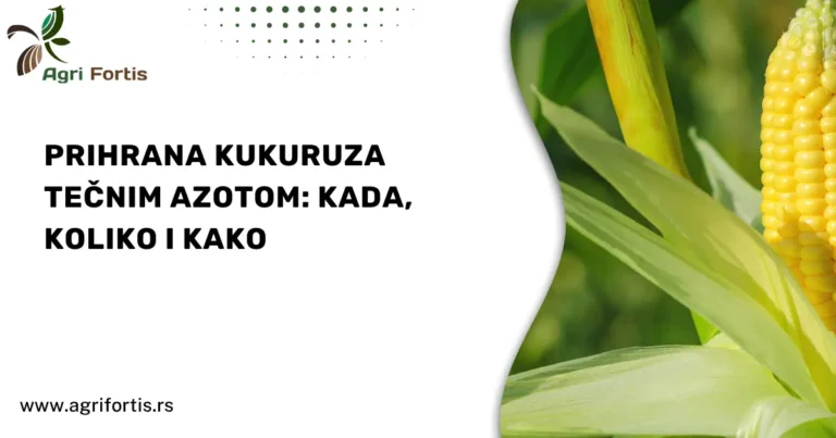 Prihrana kukuruza tečnim azotom_ kada, koliko i kako