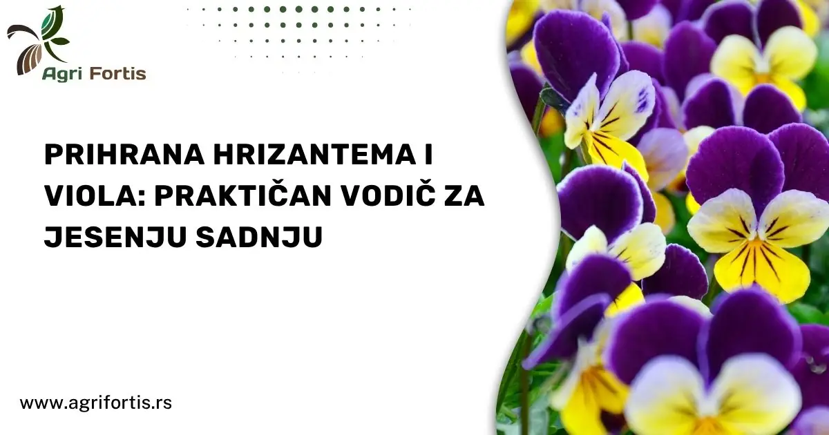 Prihrana hrizantema i viola