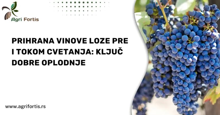 Prihrana vinove loze pre i tokom cvetanja