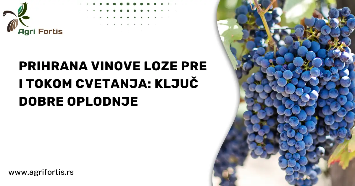 Prihrana vinove loze pre i tokom cvetanja